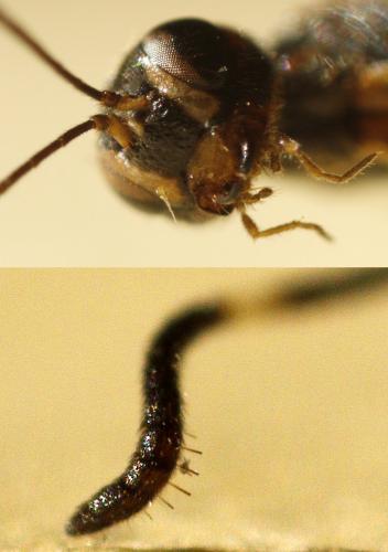 Réf. 241 099 : Xorides praecatorius